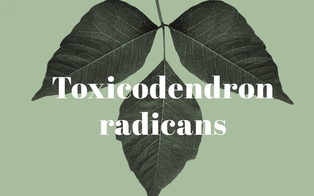 Toxicodendron radicans